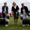 INT Dog Show in J&ouml;nk&ouml;ping 01-08-2014