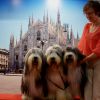 World Dog Show 2015 in Milano ,Italy